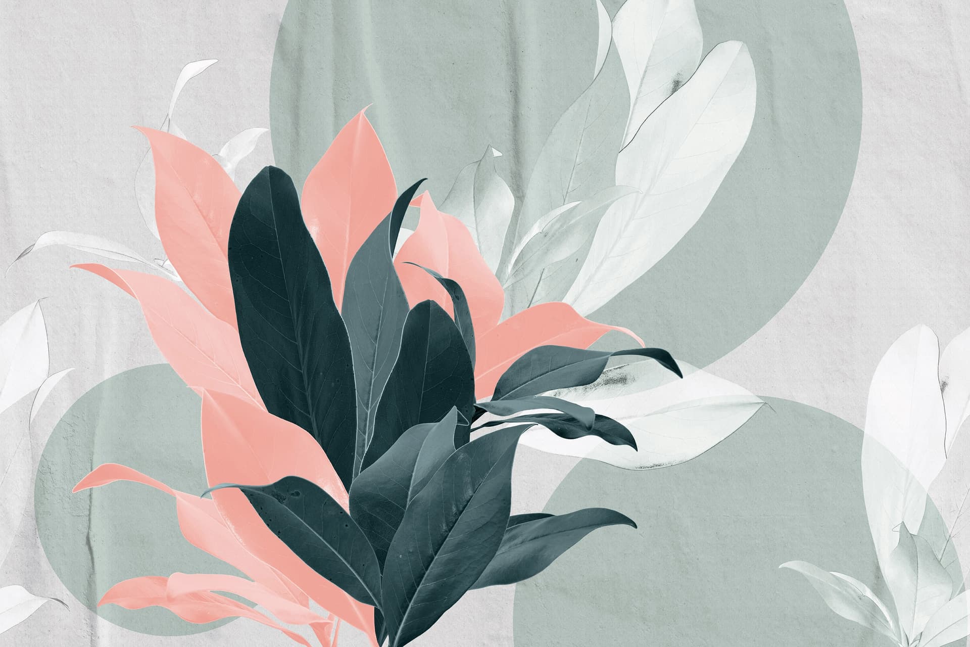 Cerasa
MAGNOL
Wallpaper — 4