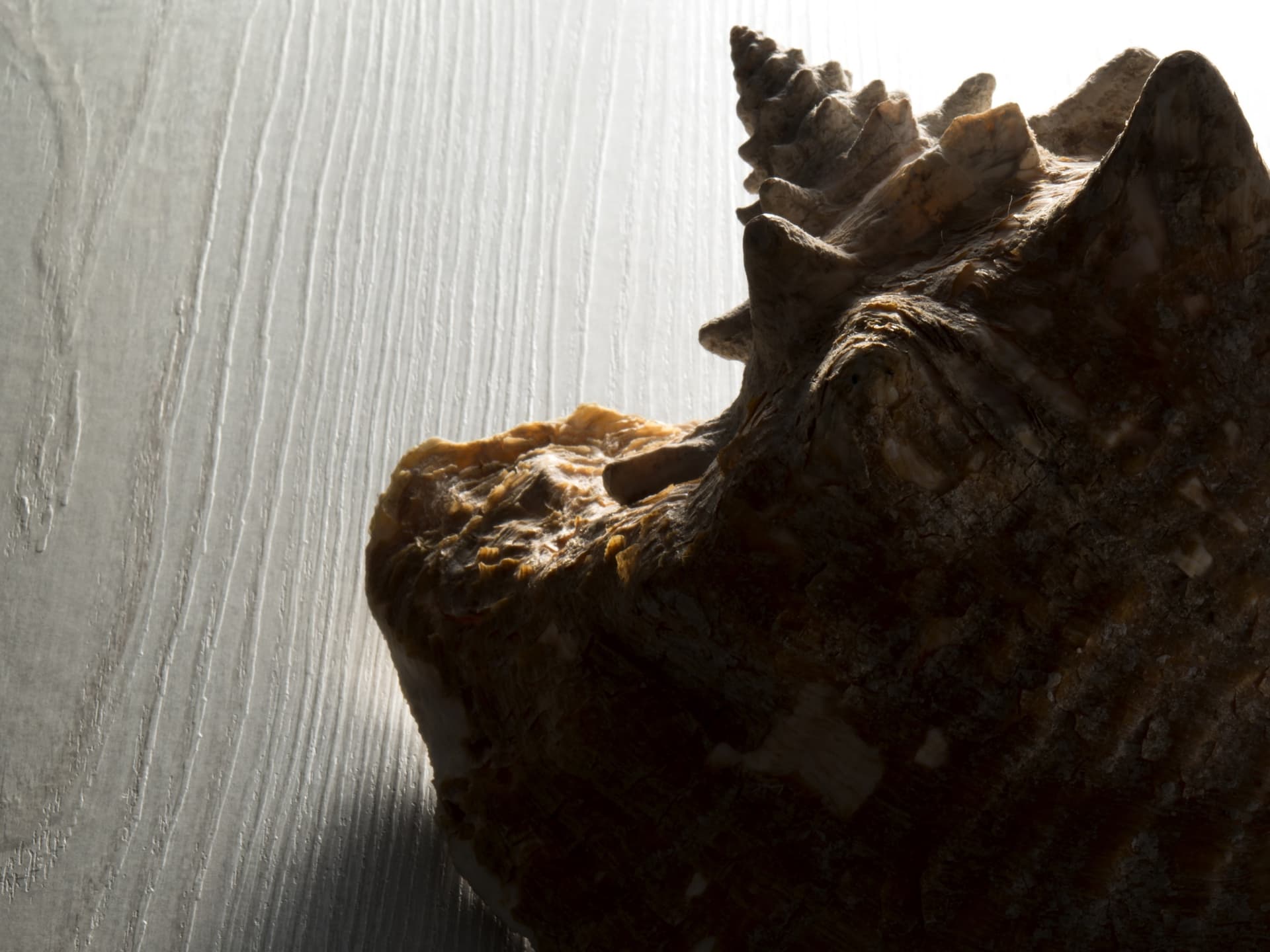 Cleaf
AZIMUT
Texture — 1