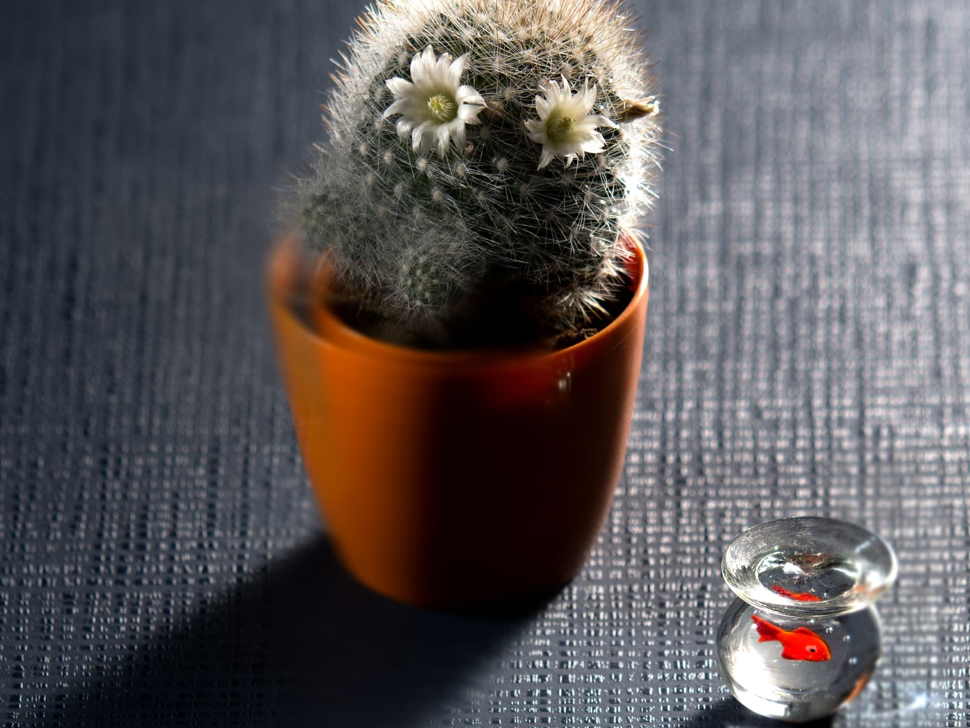 Cleaf
NADIR
Texture — 1
