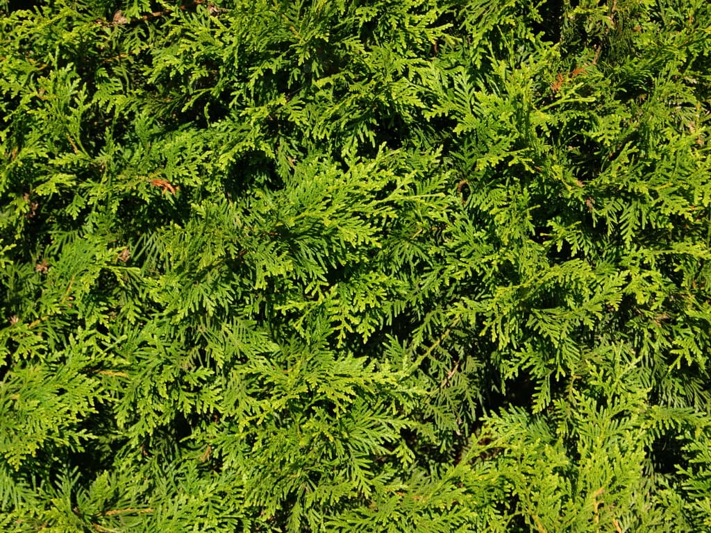 1. Туя Западная (Thuja occidentalis): Популярность и Особенности в Климате Казахстана — Фото 2 1. Туя Западная (Thuja occidentalis): Популярность и Особенности в Климате Казахстана — Фото 2