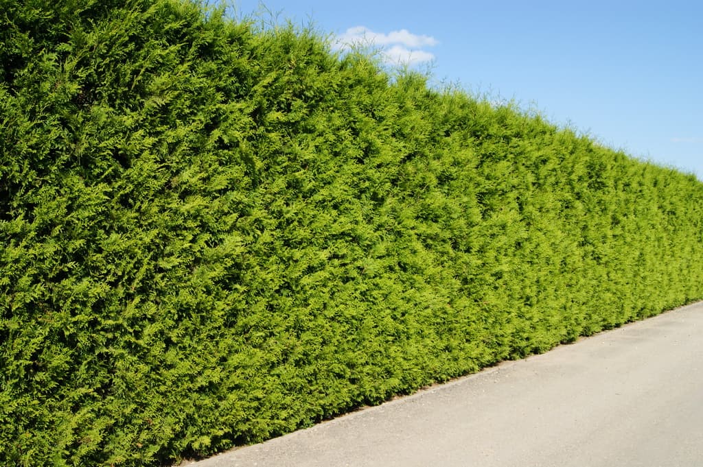 1. Туя Западная (Thuja occidentalis): Популярность и Особенности в Климате Казахстана — Фото 1 1. Туя Западная (Thuja occidentalis): Популярность и Особенности в Климате Казахстана — Фото 1