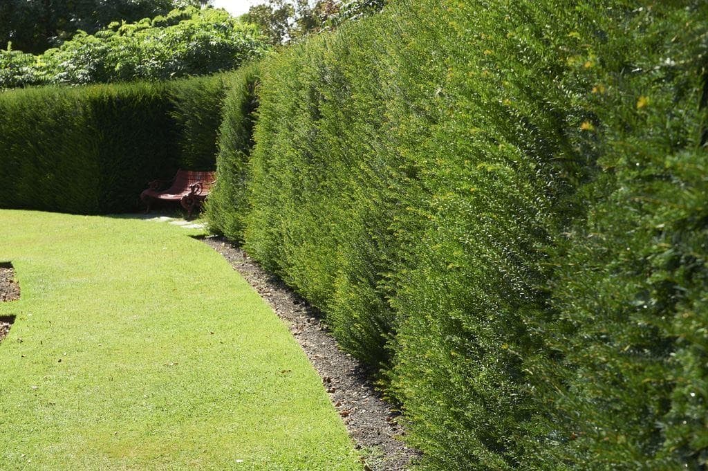 2. Тис Ягодный (Taxus baccata): Элитная Форма и Долголетие — Фото 5 2. Тис Ягодный (Taxus baccata): Элитная Форма и Долголетие — Фото 5