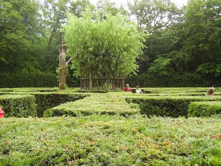 2. Тис Ягодный (Taxus baccata): Элитная Форма и Долголетие — Фото 2 2. Тис Ягодный (Taxus baccata): Элитная Форма и Долголетие — Фото 2