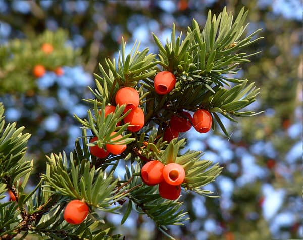 2. Тис Ягодный (Taxus baccata): Элитная Форма и Долголетие — Фото 3 2. Тис Ягодный (Taxus baccata): Элитная Форма и Долголетие — Фото 3