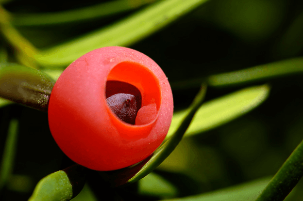 2. Тис Ягодный (Taxus baccata): Элитная Форма и Долголетие — Фото 4 2. Тис Ягодный (Taxus baccata): Элитная Форма и Долголетие — Фото 4