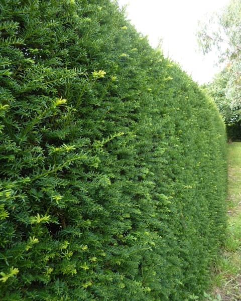 2. Тис Ягодный (Taxus baccata): Элитная Форма и Долголетие — Фото 1 2. Тис Ягодный (Taxus baccata): Элитная Форма и Долголетие — Фото 1