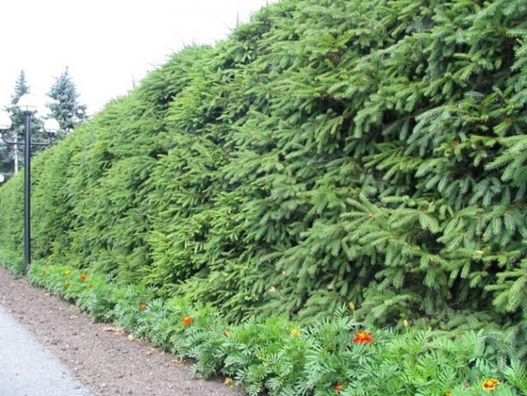 3. Ель Обыкновенная (Picea abies): Зеленый Щит и Лесная Классика — Фото 2 3. Ель Обыкновенная (Picea abies): Зеленый Щит и Лесная Классика — Фото 2