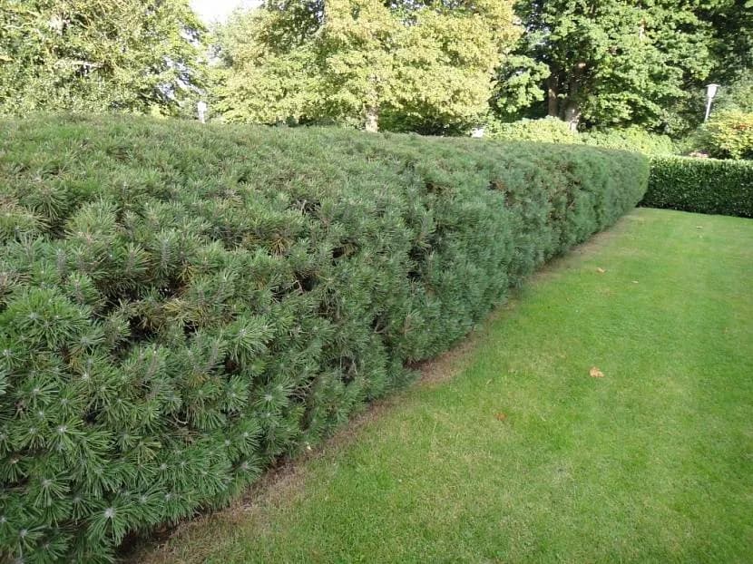 4. Сосна Горная (Pinus mugo): Неприхотливый Хвойный Бордюр — Фото 2 4. Сосна Горная (Pinus mugo): Неприхотливый Хвойный Бордюр — Фото 2