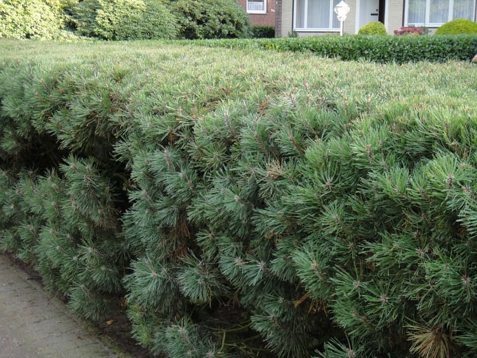 4. Сосна Горная (Pinus mugo): Неприхотливый Хвойный Бордюр — Фото 1 4. Сосна Горная (Pinus mugo): Неприхотливый Хвойный Бордюр — Фото 1
