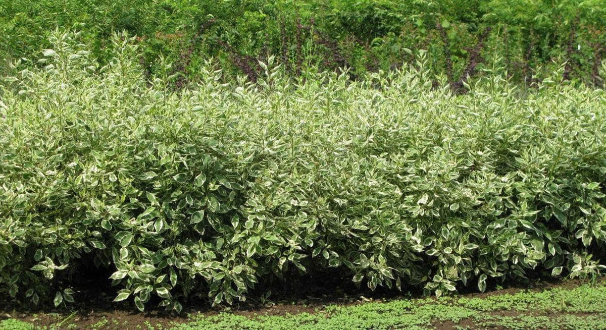 8. Дерен (Cornus): Декоративность Круглый Год — Фото 4 8. Дерен (Cornus): Декоративность Круглый Год — Фото 4