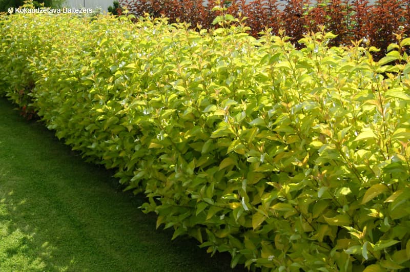 8. Дерен (Cornus): Декоративность Круглый Год — Фото 3 8. Дерен (Cornus): Декоративность Круглый Год — Фото 3