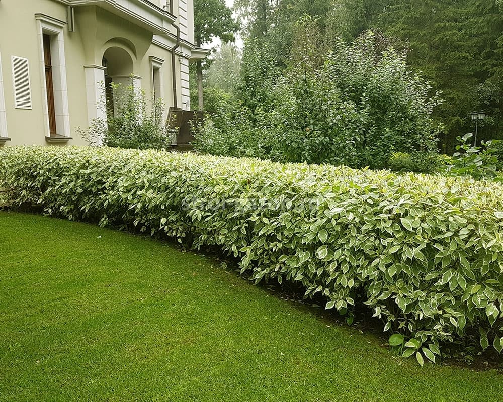 8. Дерен (Cornus): Декоративность Круглый Год — Фото 2 8. Дерен (Cornus): Декоративность Круглый Год — Фото 2