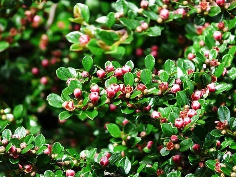 5. Кизильник Блестящий (Cotoneaster lucidus): Идеальный Выбор для Живой Изгороди — Фото 5 5. Кизильник Блестящий (Cotoneaster lucidus): Идеальный Выбор для Живой Изгороди — Фото 5