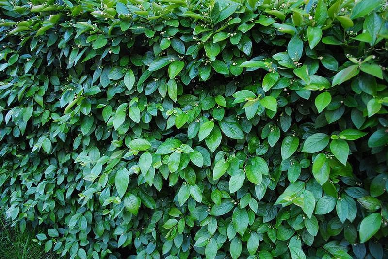 5. Кизильник Блестящий (Cotoneaster lucidus): Идеальный Выбор для Живой Изгороди — Фото 6 5. Кизильник Блестящий (Cotoneaster lucidus): Идеальный Выбор для Живой Изгороди — Фото 6
