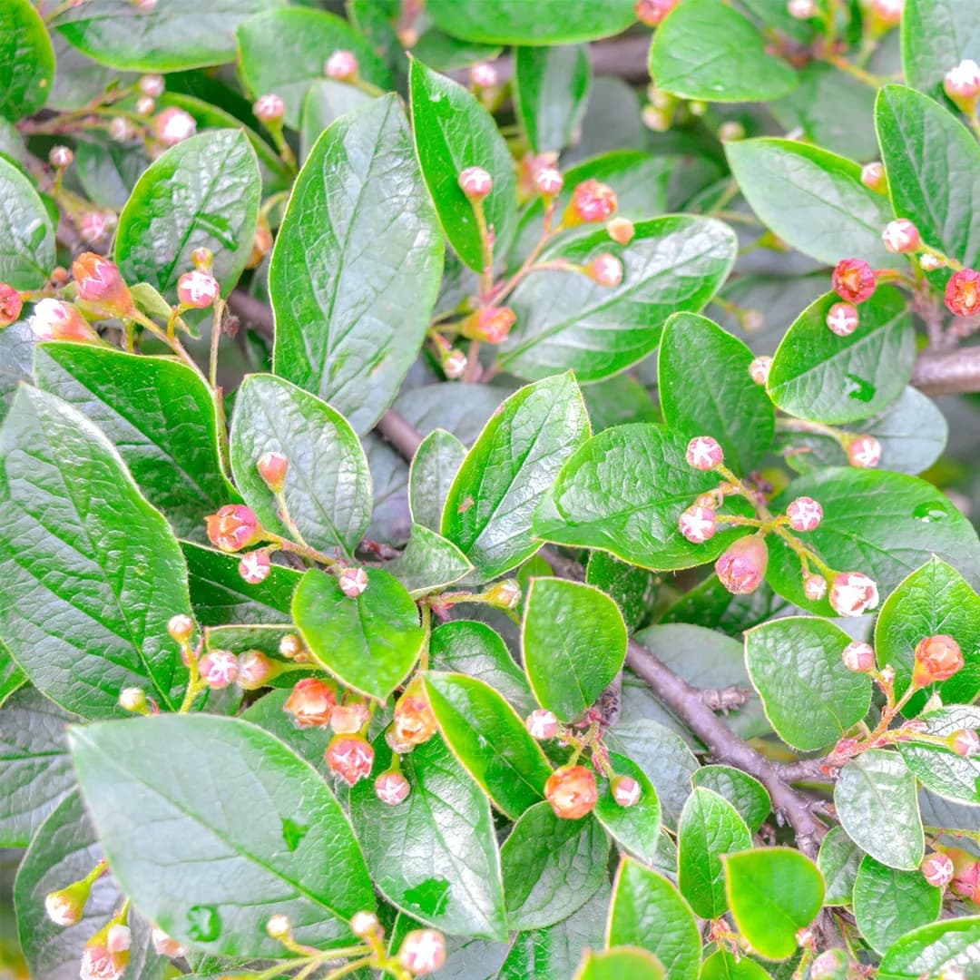 5. Кизильник Блестящий (Cotoneaster lucidus): Идеальный Выбор для Живой Изгороди — Фото 2 5. Кизильник Блестящий (Cotoneaster lucidus): Идеальный Выбор для Живой Изгороди — Фото 2