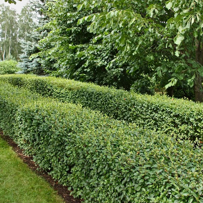 5. Кизильник Блестящий (Cotoneaster lucidus): Идеальный Выбор для Живой Изгороди — Фото 3 5. Кизильник Блестящий (Cotoneaster lucidus): Идеальный Выбор для Живой Изгороди — Фото 3