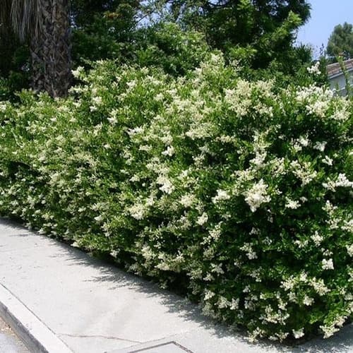 6. Бирючина Обыкновенная (Ligustrum vulgare): Классика Скоростного Озеленения — Фото 5 6. Бирючина Обыкновенная (Ligustrum vulgare): Классика Скоростного Озеленения — Фото 5