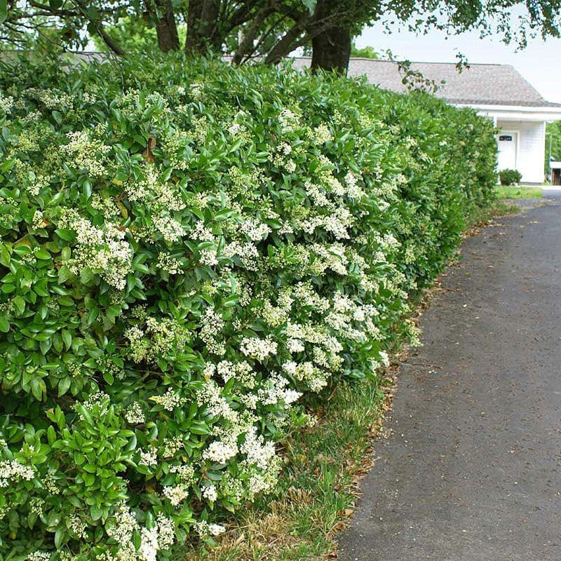 6. Бирючина Обыкновенная (Ligustrum vulgare): Классика Скоростного Озеленения — Фото 1 6. Бирючина Обыкновенная (Ligustrum vulgare): Классика Скоростного Озеленения — Фото 1
