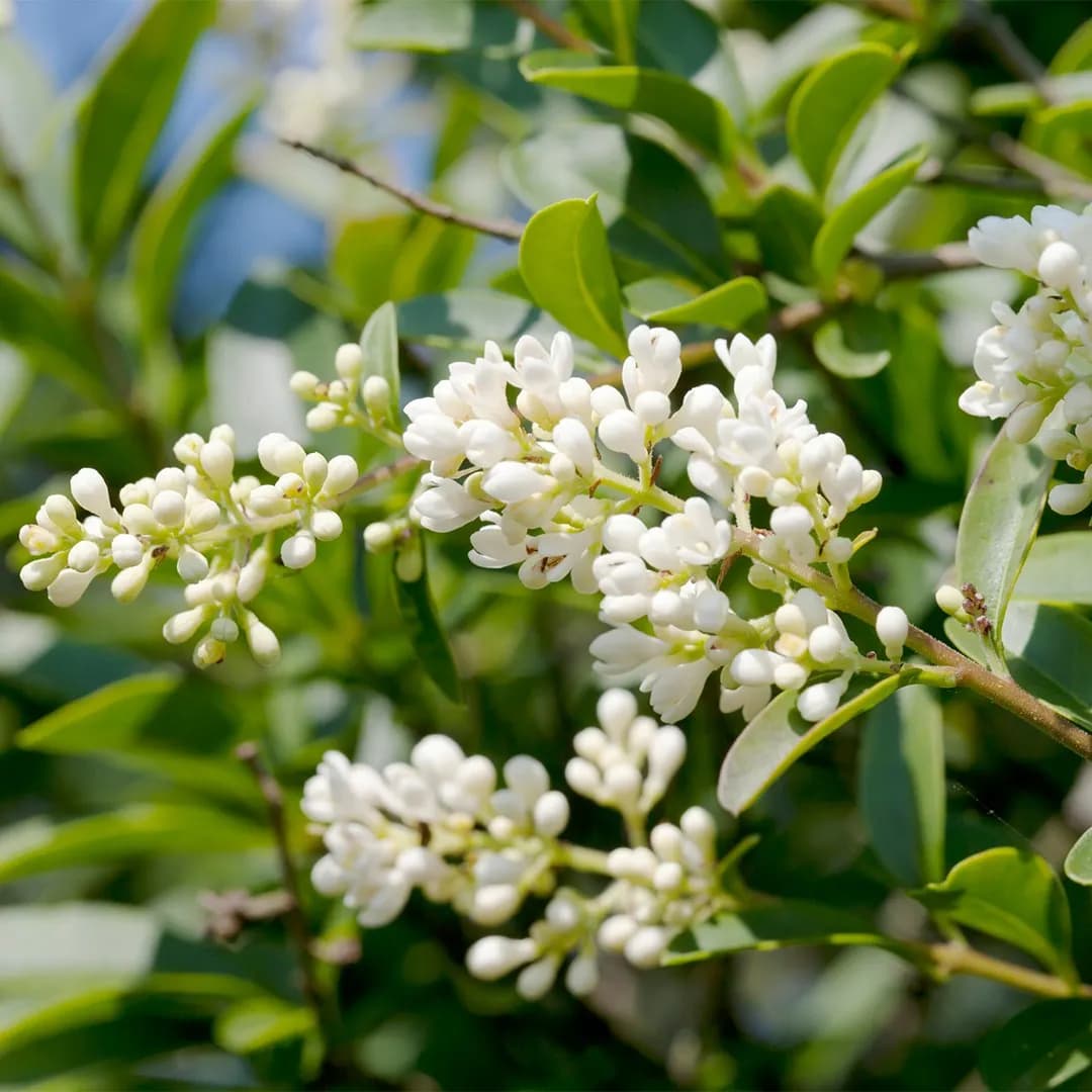 6. Бирючина Обыкновенная (Ligustrum vulgare): Классика Скоростного Озеленения — Фото 2 6. Бирючина Обыкновенная (Ligustrum vulgare): Классика Скоростного Озеленения — Фото 2
