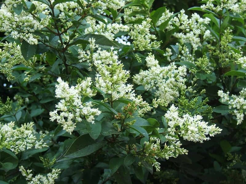 6. Бирючина Обыкновенная (Ligustrum vulgare): Классика Скоростного Озеленения — Фото 4 6. Бирючина Обыкновенная (Ligustrum vulgare): Классика Скоростного Озеленения — Фото 4