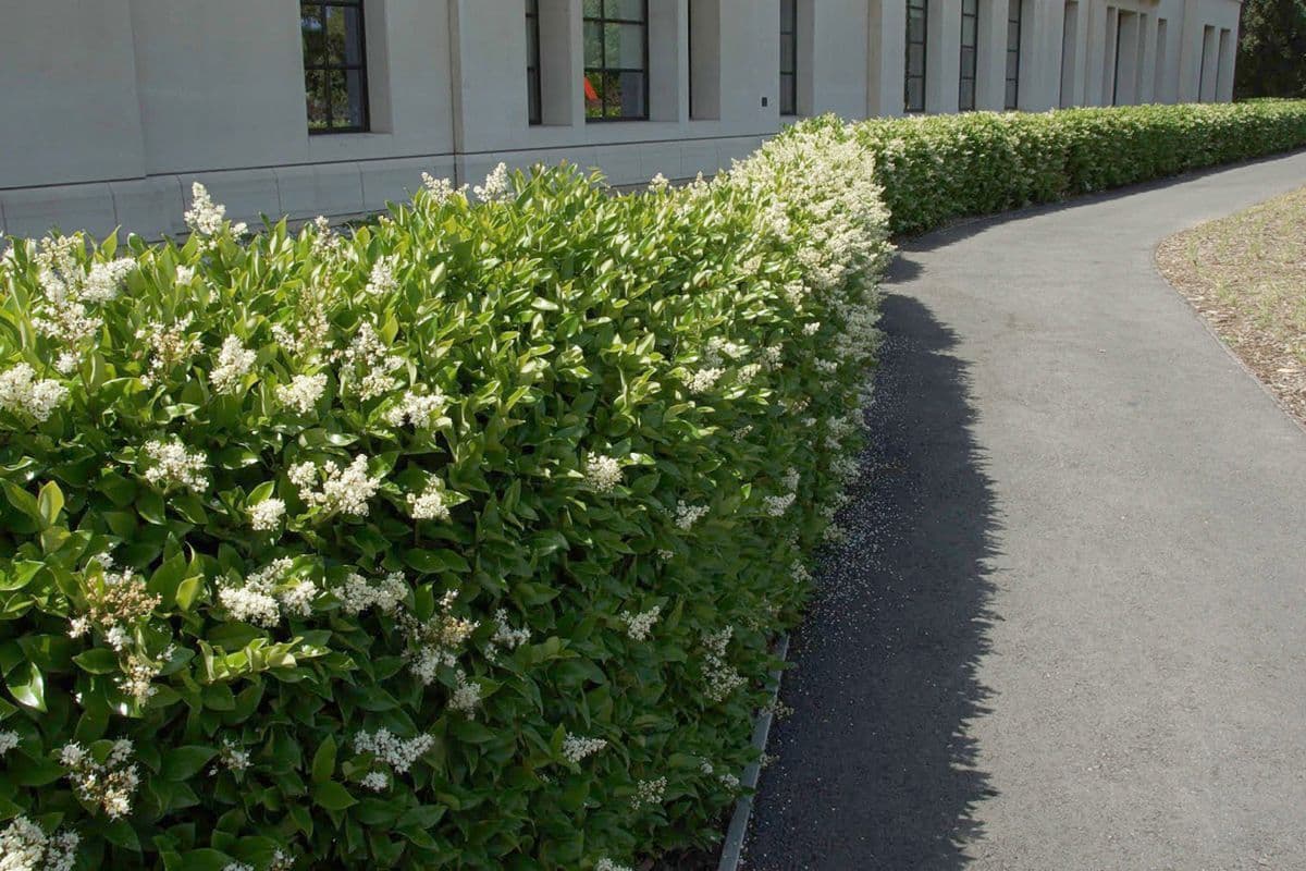6. Бирючина Обыкновенная (Ligustrum vulgare): Классика Скоростного Озеленения — Фото 6 6. Бирючина Обыкновенная (Ligustrum vulgare): Классика Скоростного Озеленения — Фото 6