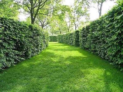 7. Граб Обыкновенный (Carpinus betulus): Идеальная Зеленая Стена — Фото 4 7. Граб Обыкновенный (Carpinus betulus): Идеальная Зеленая Стена — Фото 4