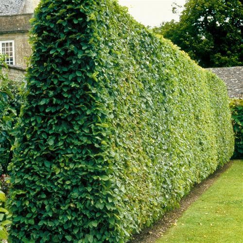 7. Граб Обыкновенный (Carpinus betulus): Идеальная Зеленая Стена — Фото 1 7. Граб Обыкновенный (Carpinus betulus): Идеальная Зеленая Стена — Фото 1