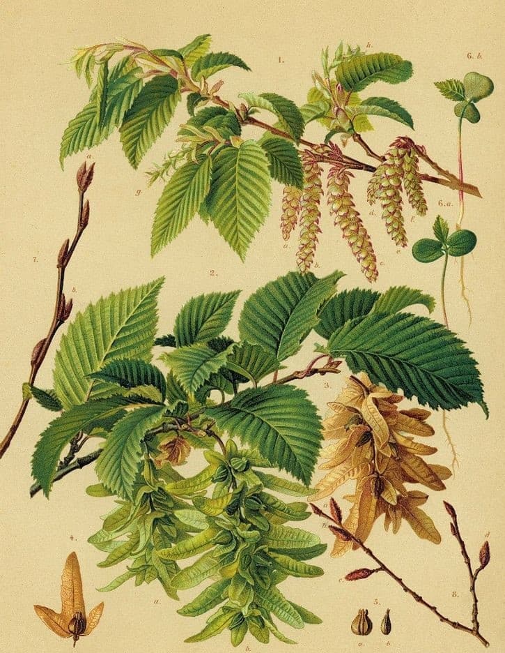 7. Граб Обыкновенный (Carpinus betulus): Идеальная Зеленая Стена — Фото 2 7. Граб Обыкновенный (Carpinus betulus): Идеальная Зеленая Стена — Фото 2