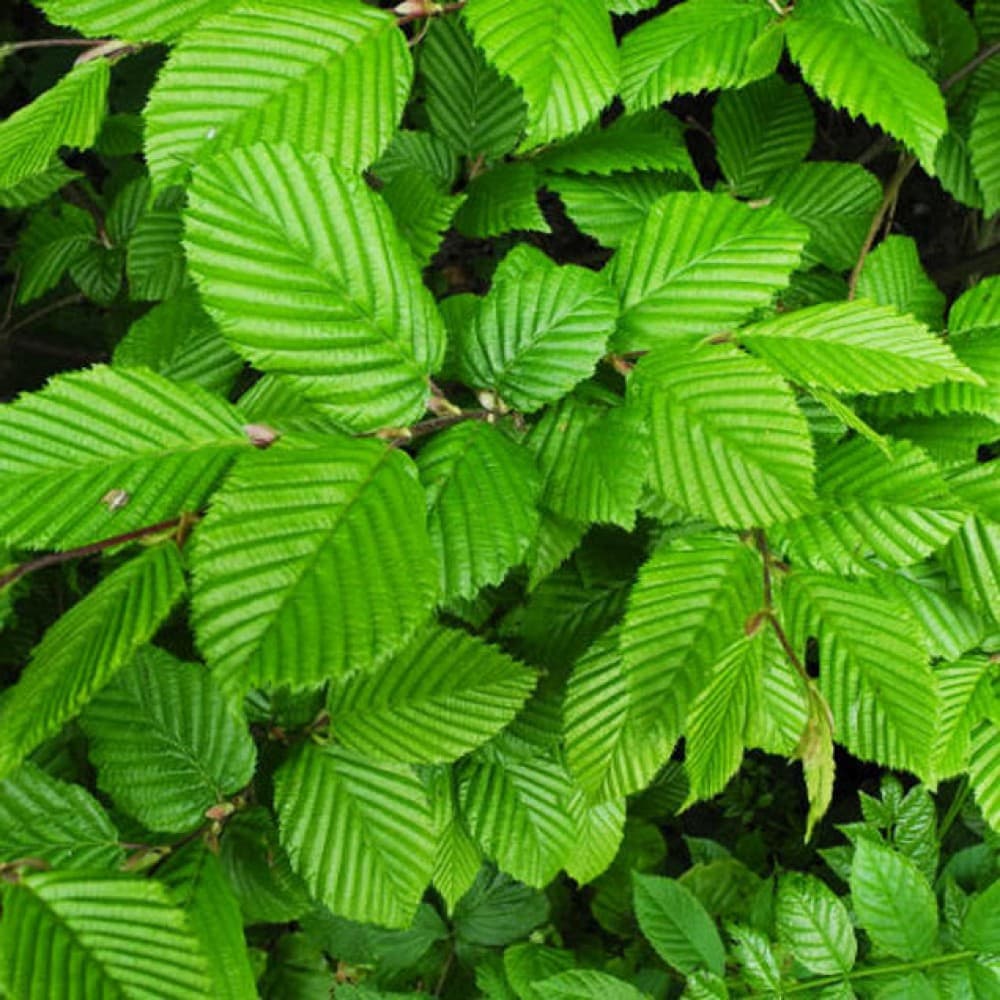 7. Граб Обыкновенный (Carpinus betulus): Идеальная Зеленая Стена — Фото 5 7. Граб Обыкновенный (Carpinus betulus): Идеальная Зеленая Стена — Фото 5