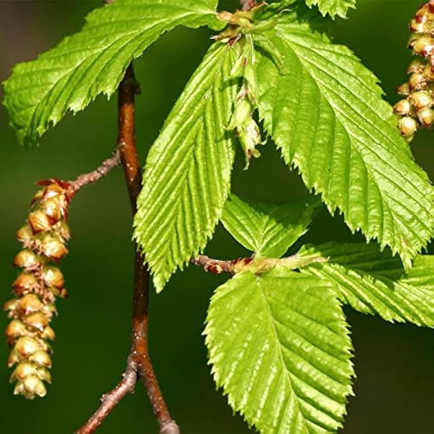7. Граб Обыкновенный (Carpinus betulus): Идеальная Зеленая Стена — Фото 7 7. Граб Обыкновенный (Carpinus betulus): Идеальная Зеленая Стена — Фото 7