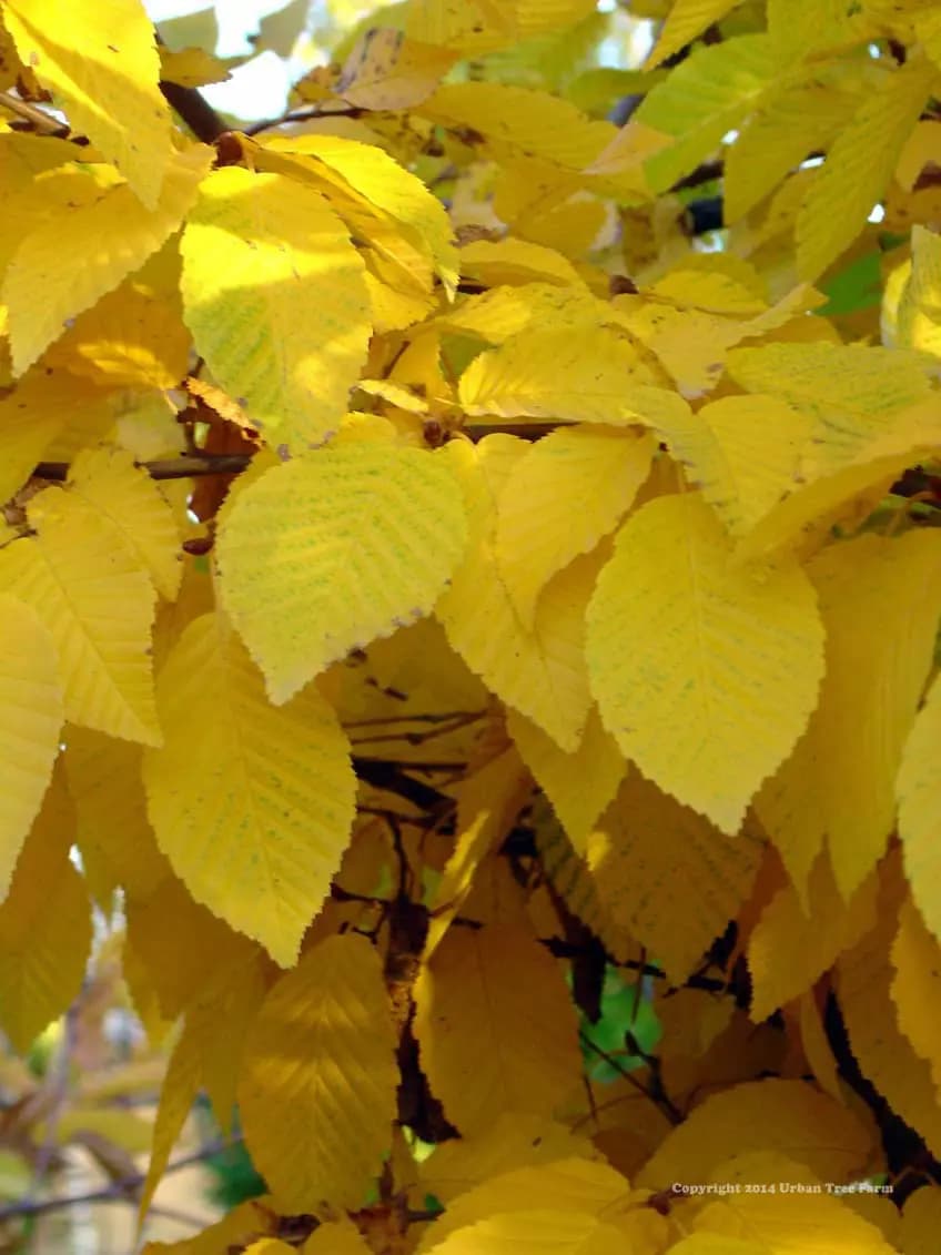 7. Граб Обыкновенный (Carpinus betulus): Идеальная Зеленая Стена — Фото 8 7. Граб Обыкновенный (Carpinus betulus): Идеальная Зеленая Стена — Фото 8