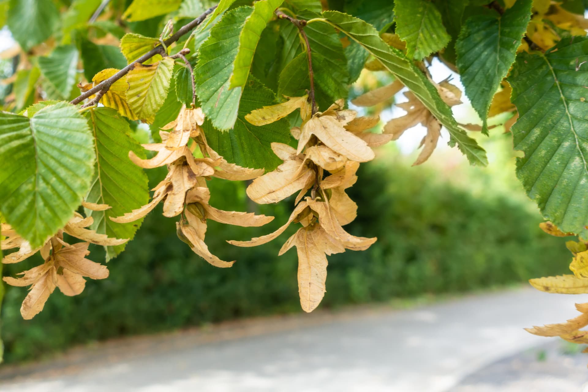 7. Граб Обыкновенный (Carpinus betulus): Идеальная Зеленая Стена — Фото 3 7. Граб Обыкновенный (Carpinus betulus): Идеальная Зеленая Стена — Фото 3