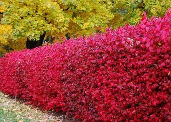 9. Барбарис Тунберга (Berberis thunbergii): Цвет, Защита и Неприхотливость — Фото 3 9. Барбарис Тунберга (Berberis thunbergii): Цвет, Защита и Неприхотливость — Фото 3