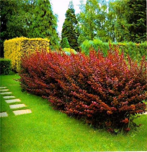 9. Барбарис Тунберга (Berberis thunbergii): Цвет, Защита и Неприхотливость — Фото 7 9. Барбарис Тунберга (Berberis thunbergii): Цвет, Защита и Неприхотливость — Фото 7