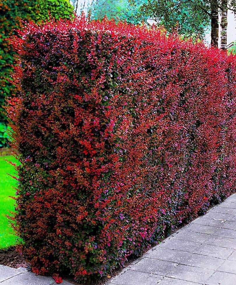 9. Барбарис Тунберга (Berberis thunbergii): Цвет, Защита и Неприхотливость — Фото 4 9. Барбарис Тунберга (Berberis thunbergii): Цвет, Защита и Неприхотливость — Фото 4