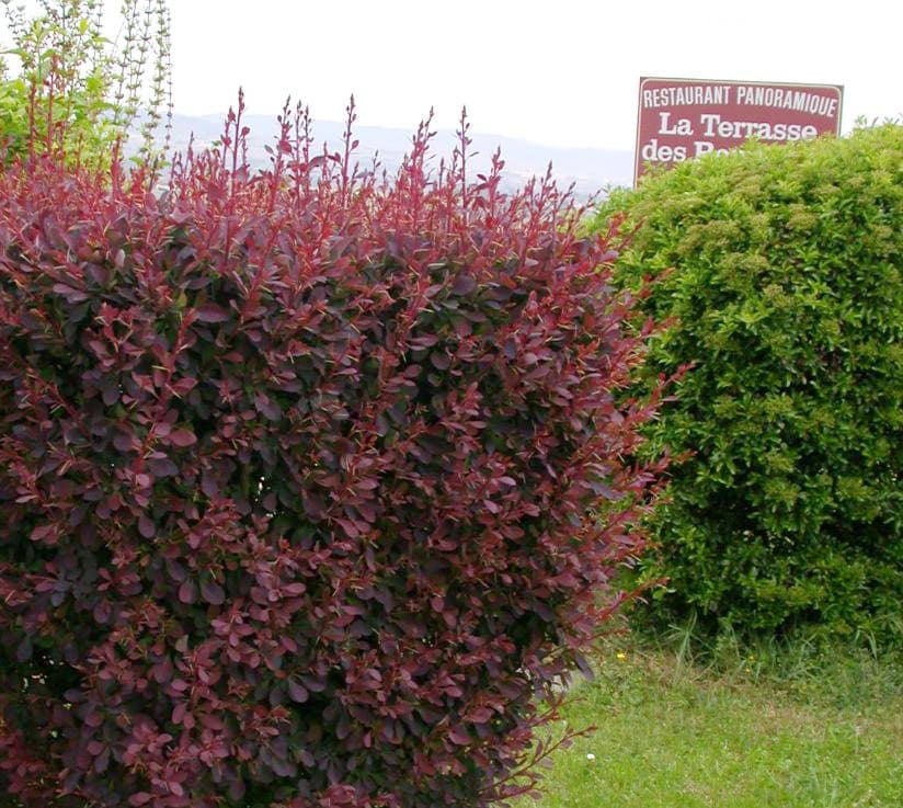 9. Барбарис Тунберга (Berberis thunbergii): Цвет, Защита и Неприхотливость — Фото 9 9. Барбарис Тунберга (Berberis thunbergii): Цвет, Защита и Неприхотливость — Фото 9