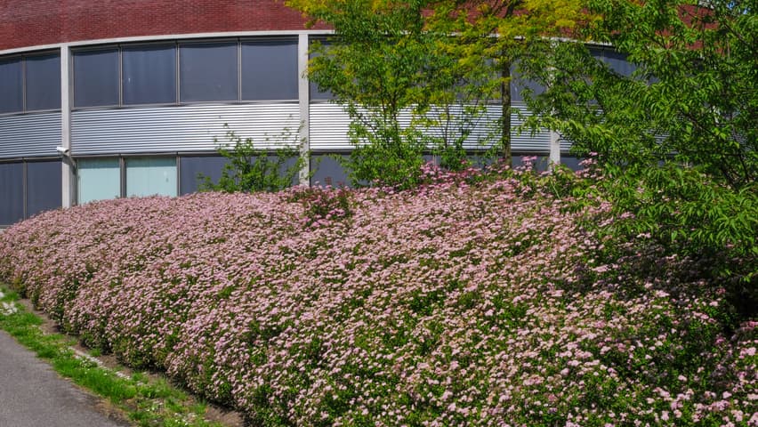 Spiraea japonica 'Little Princess' Spiraea japonica 'Little Princess'
