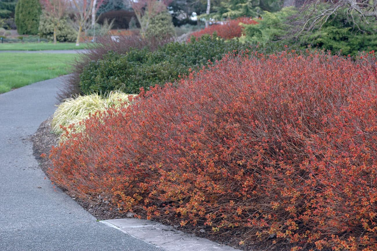 Spiraea japonica Magic Carpet Spiraea japonica Magic Carpet