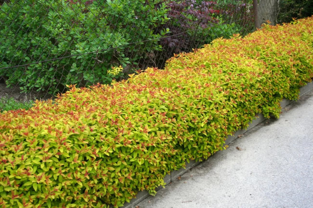 Spiraea japonicaGoldflame Spiraea japonicaGoldflame