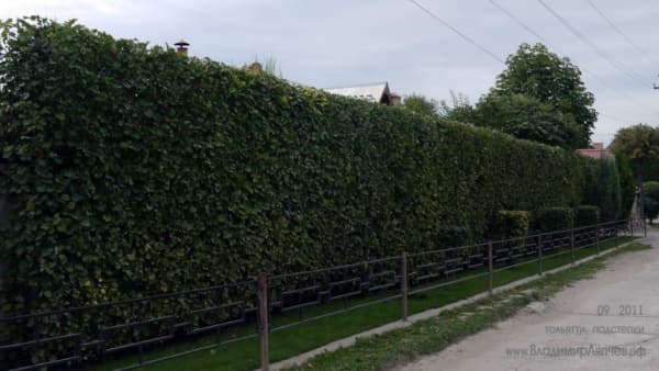 11. Боярышник (Crataegus): Долговечный и Формованный Щит — Фото 5 11. Боярышник (Crataegus): Долговечный и Формованный Щит — Фото 5