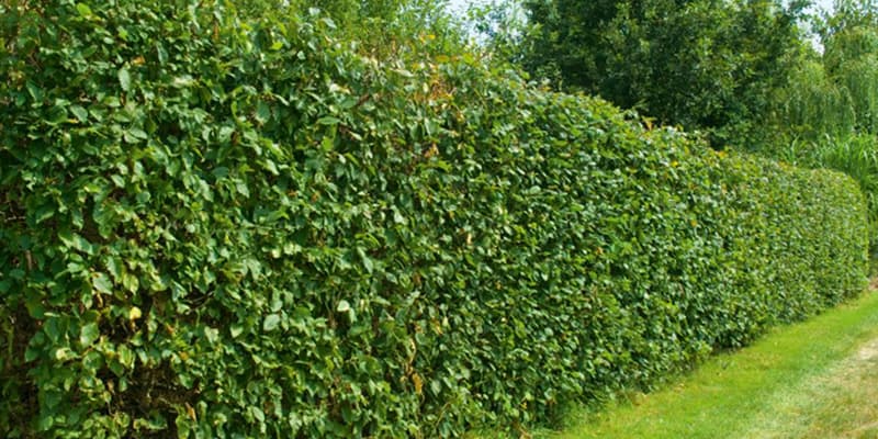 11. Боярышник (Crataegus): Долговечный и Формованный Щит — Фото 2 11. Боярышник (Crataegus): Долговечный и Формованный Щит — Фото 2