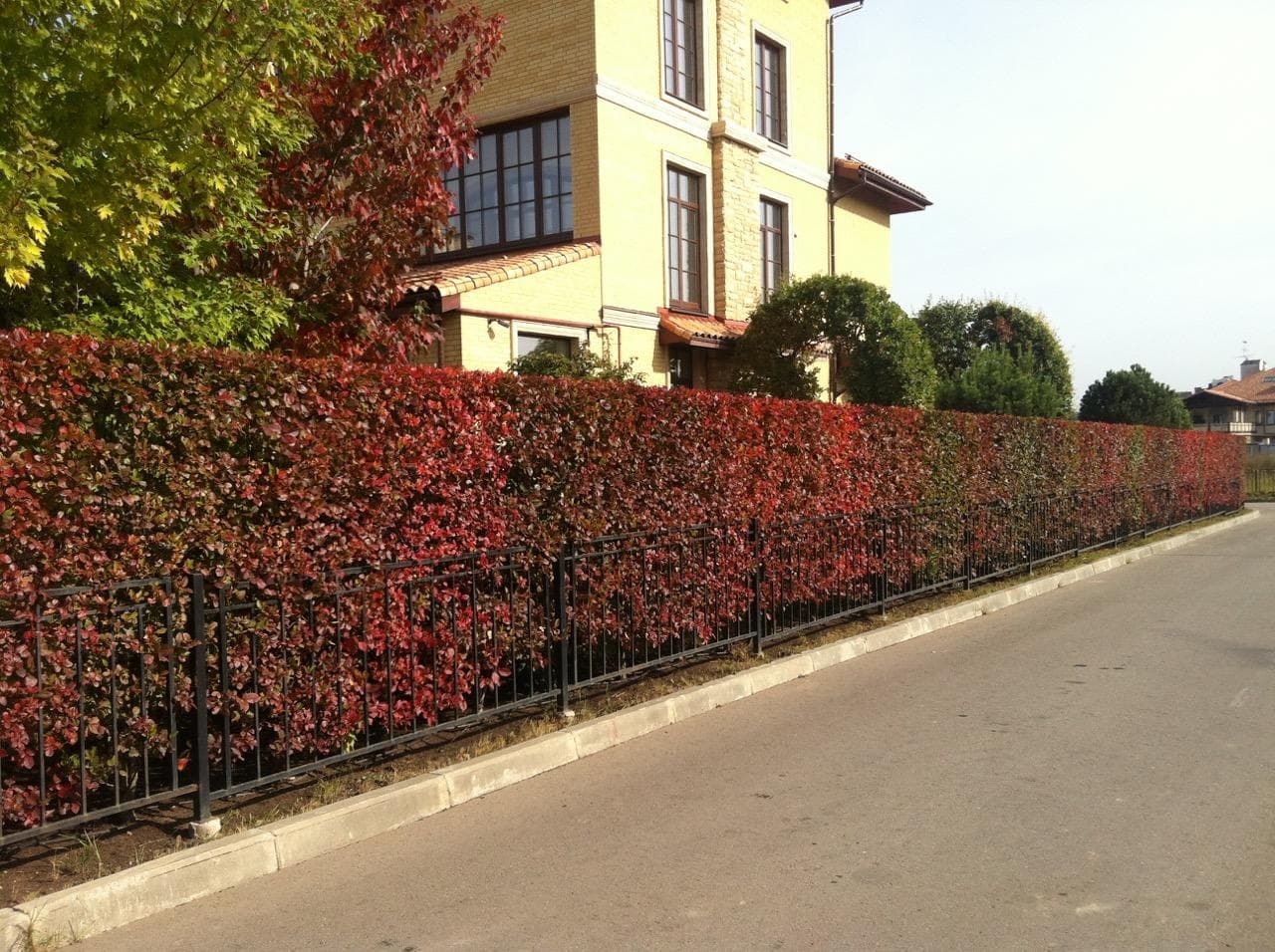 11. Боярышник (Crataegus): Долговечный и Формованный Щит — Фото 6 11. Боярышник (Crataegus): Долговечный и Формованный Щит — Фото 6