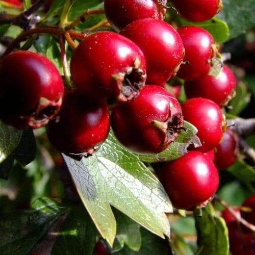 11. Боярышник (Crataegus): Долговечный и Формованный Щит — Фото 3 11. Боярышник (Crataegus): Долговечный и Формованный Щит — Фото 3