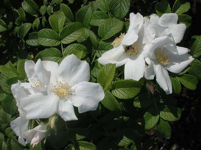 12. Шиповник (Rosa): Аромат, Самовосстановление и Витамины — Фото 4 12. Шиповник (Rosa): Аромат, Самовосстановление и Витамины — Фото 4