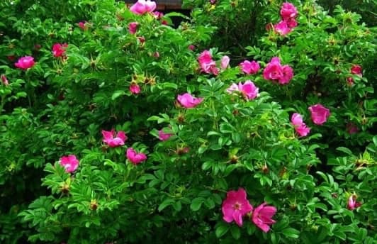 12. Шиповник (Rosa): Аромат, Самовосстановление и Витамины — Фото 6 12. Шиповник (Rosa): Аромат, Самовосстановление и Витамины — Фото 6