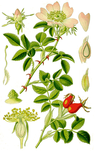 12. Шиповник (Rosa): Аромат, Самовосстановление и Витамины — Фото 1 12. Шиповник (Rosa): Аромат, Самовосстановление и Витамины — Фото 1