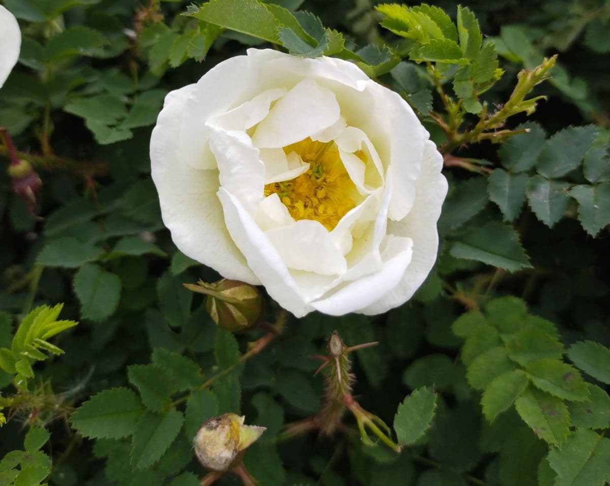 12. Шиповник (Rosa): Аромат, Самовосстановление и Витамины — Фото 2 12. Шиповник (Rosa): Аромат, Самовосстановление и Витамины — Фото 2