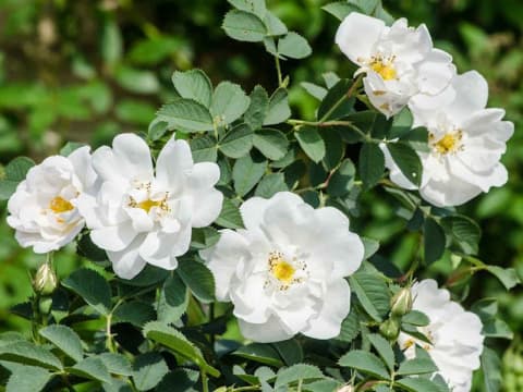 12. Шиповник (Rosa): Аромат, Самовосстановление и Витамины — Фото 5 12. Шиповник (Rosa): Аромат, Самовосстановление и Витамины — Фото 5