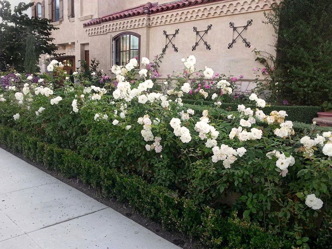 12. Шиповник (Rosa): Аромат, Самовосстановление и Витамины — Фото 3 12. Шиповник (Rosa): Аромат, Самовосстановление и Витамины — Фото 3