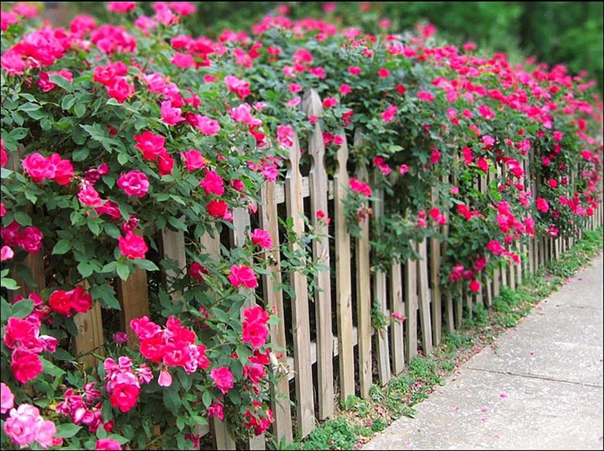 12. Шиповник (Rosa): Аромат, Самовосстановление и Витамины — Фото 9 12. Шиповник (Rosa): Аромат, Самовосстановление и Витамины — Фото 9